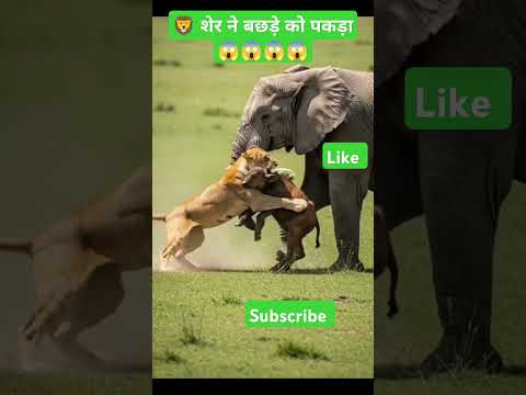 😱 ओह माय गॉड शेर ने बछड़े को पकड़ा 😱 शेर भैंसे हाथी सबकी दमदार फाइट #shorts #lion #animals #cartoon