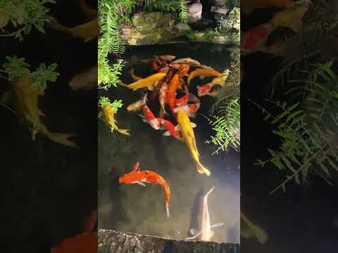 The Most Expensive Koi Fish In The World#17 Most RARE and AMAZING KOI Varieties