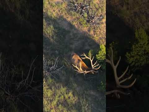Can You Believe the Size of These Antlers?