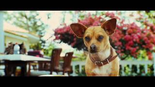 Le chihuahua de beverly hills :  bande-annonce VO