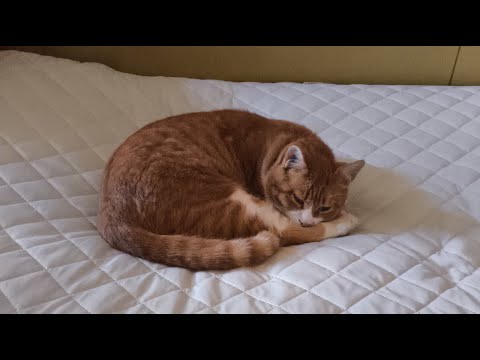猫の動画サムネイル - ぽん がライブ配信中！　2025年7月13日