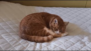動画サムネイル