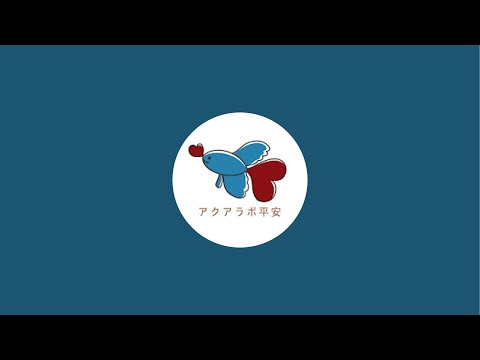 タイ直セレクトベタ紹介ライブ!究極の良いベタお見せします!