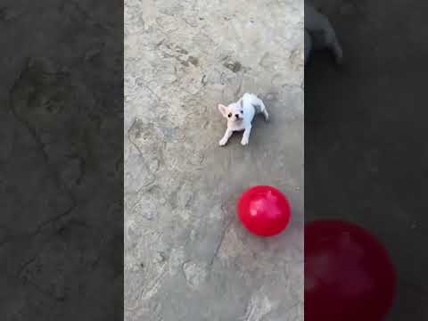 Little puppy having fun playing 🐶🤽♀️🤪 #short #enjoy