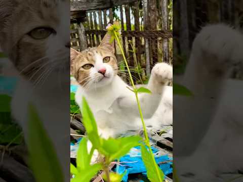 #cat #cats #cute #catvideos #catshorts #catai #ai #funny #love #pets #lovely #shorts #shortvideos