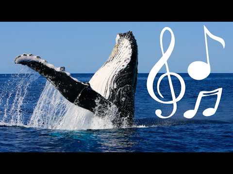 Why do animals sing? | The Royal Society