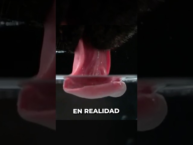 Así beben los perros