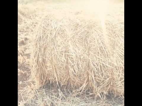 cinematic b-roll of paddy field