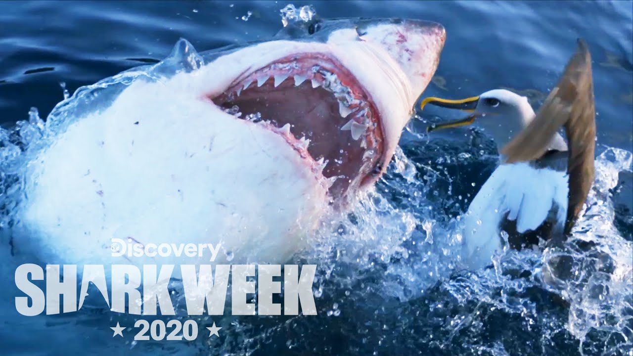 Shark Attacks Bird Out of Nowhere! | Shark Week