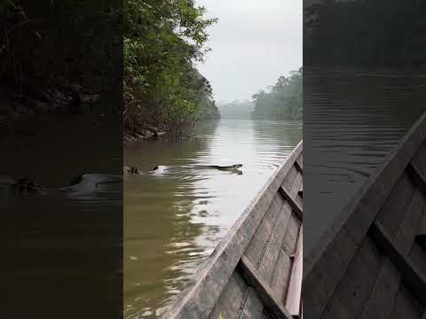 🐍 MASSIVE ANACONDA APPEARS NEAR MY BOAT (Amazon River) #shorts