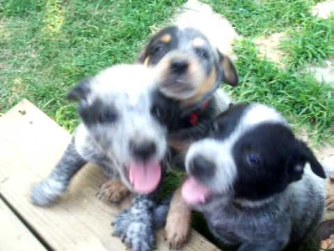 Australian Cattle Dogs/Blue Heeler Puppies Video 3