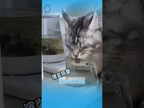 5 loại đồ uống giải nhiệt cho mèo ngày hè #shots  #mèo #cat