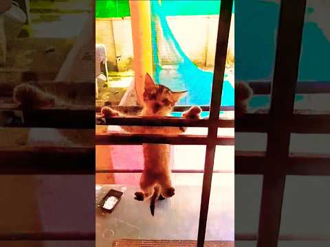 കുരുത്തക്കേട് 😃❤ #funny #mallu #shortsvideo