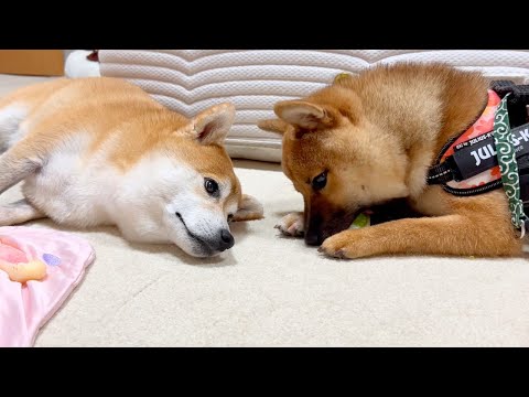 姉柴犬の包容力に感動!弟柴を見つめる姿が尊すぎました…