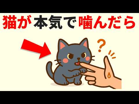 猫の動画サムネイル - 【厳選！猫の雑学】かわいすぎる猫のおもしろ雑学15選！ #猫の雑学 #おもしろ雑学 #豆知識