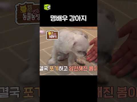 어그로 끌기 #TV동물농장 #우와한비디오 #우와비 #shorts