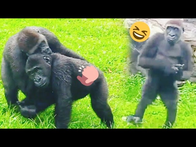 Jabali Claps for Ringo—What a Proud Brother!呷百二給林戈拍拍手，超有愛的哥哥力爆發！👏💕