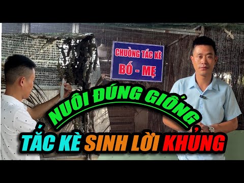 NUÔI ĐÚNG GIỐNG - TẮC KÈ SINH LỜI KHỦNG | CHANNUOI.NET