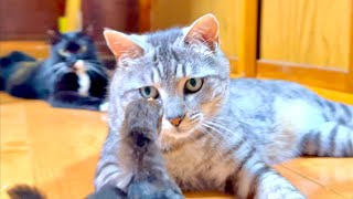 動画サムネイル