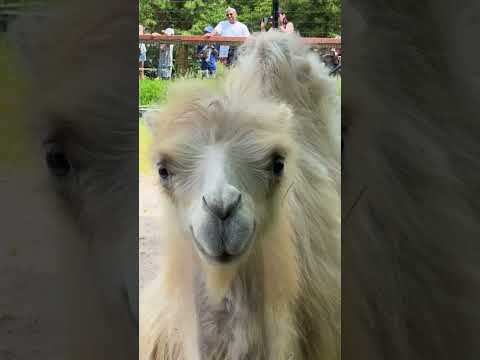 Happy World Camel Day 🐪
