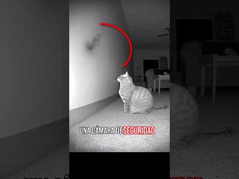 Mascotas que captaron fantasmas 😰💀