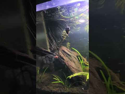 Sparkling Gourami settled in😍 #aquarium #nanofi 