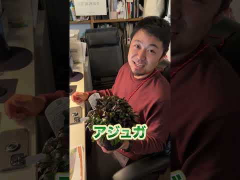 【入手必須】庭のプロにおすすめの植物を聞いてみた！【けいすけに突撃】