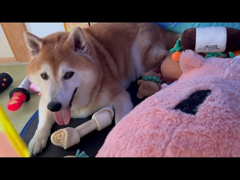 柴犬福が見せるホネ自慢と癒やしの瞬間 サムネイル