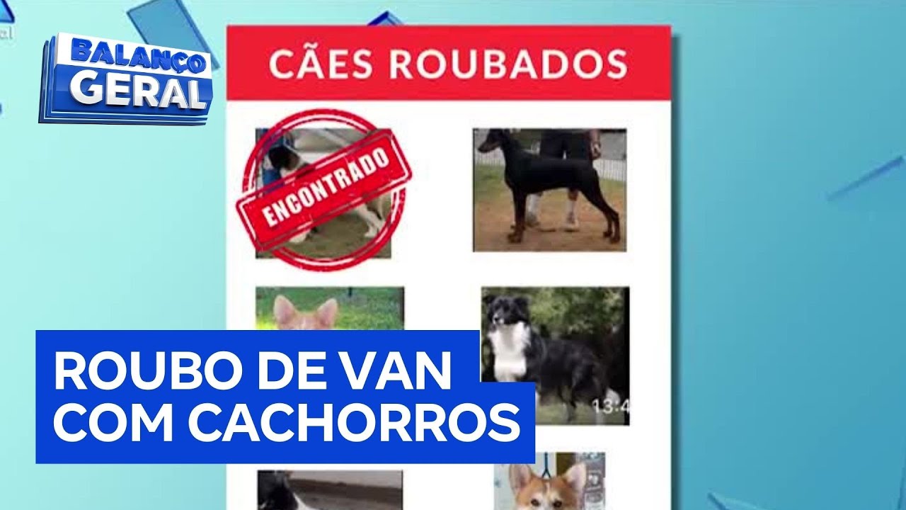 Van de transporte de cães para competição é roubada em Guarulhos SP com animais dentro