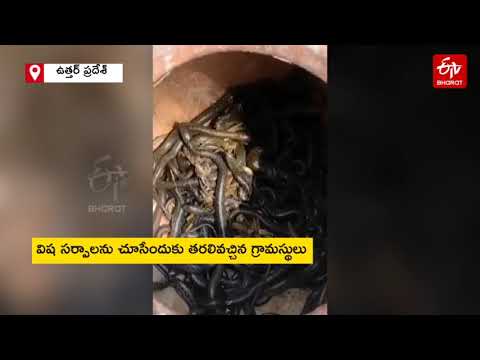 Shocking Visuals: Man finds more than 90 cobras in a pot kept inside his house