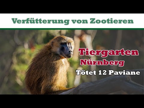 VERFÜTTERN von ZOOTIEREN: Notwendiges Übel oder Tierquälerei? Zoo Talk #01