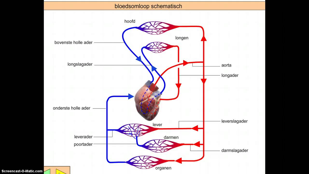 Bloedsomloop Youtube 4396