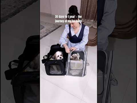 20 days to 1 year — the journey of my fur baby 🐾🐶🥰 #pets #petlover #shortsfeed #ytshorts #shitzu