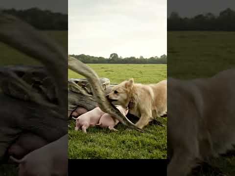 This dog is a true hero! 🐕🏆#wildlife #rescue #animalrescue #dog #shorts