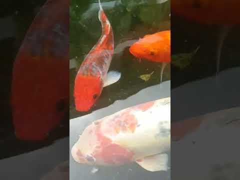 সিংগাপুর এর মাছ চাশ | 2023 | #