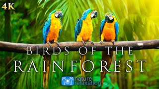 ציפורים ביערות הגשם