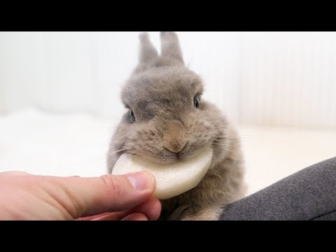 夏バテなうさぎに梨を食べさせたら‥