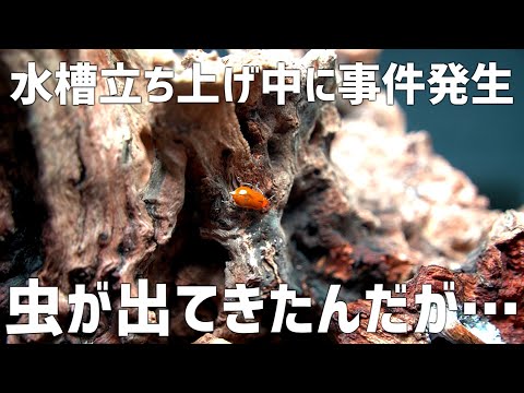 【なぜ…】思わぬトラブルに思考フリーズ…苦手な虫に阿鼻叫喚。#701【アクアリウム】