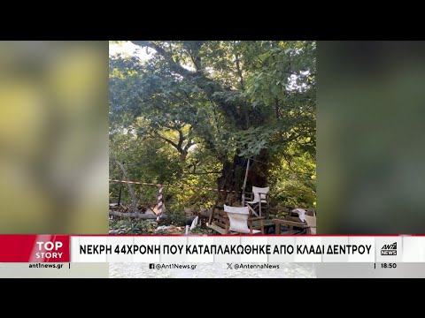 Πιερία: Γυναίκα καταπλακώθηκε από δέντρο