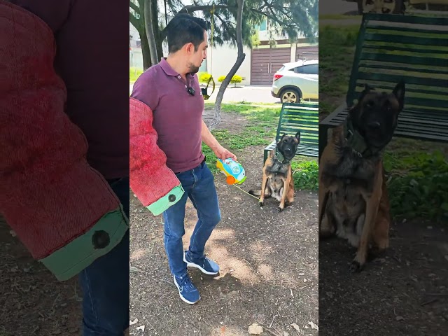 S3cuestr4d0r vs Malinois 😱 #perros #malinois #pastorbelgamalinois #mascotas #educacioncanina