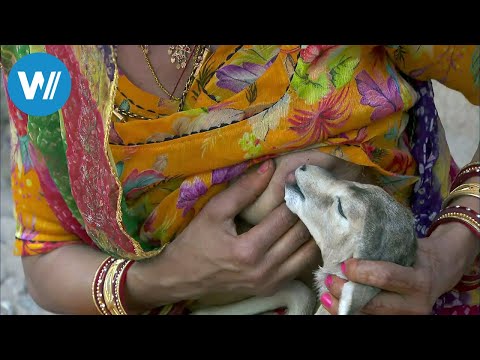 Bishnoi, Tierliebe bis in den Tod (360° - GEO Reportage)