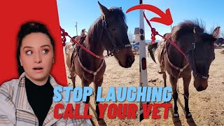 Barrel Racer's Horse Starts Shaking Uncontrollably (*serious medical concern)  | Raleigh Reacts