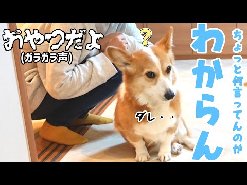 【悲報】風邪で喉がつぶれた母、愛犬に言葉が通じず