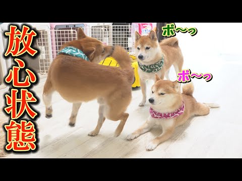 朝から暴れ過ぎて疲れ、目の前で何が起こっても動かなくなる柴犬が可愛すぎました。