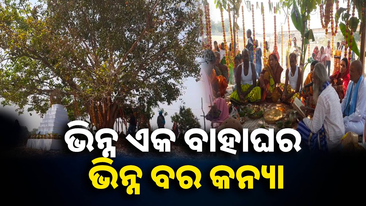 ବୃକ୍ଷରୋପଣର ପୂରାତନ ନିଆରା ପରମ୍ପରା || Knews odisha