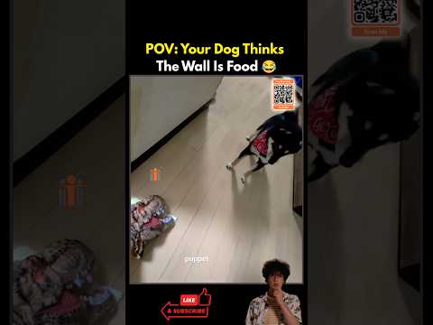 POV: Your Dog Thinks the Wall Is Food 😂 #funnydogs #dogvideos #dog #animalvideos #dogs #dogreaction