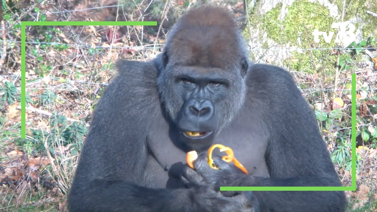 Le Zoo Safari de Thoiry recycle les sapins en les donnant aux animaux