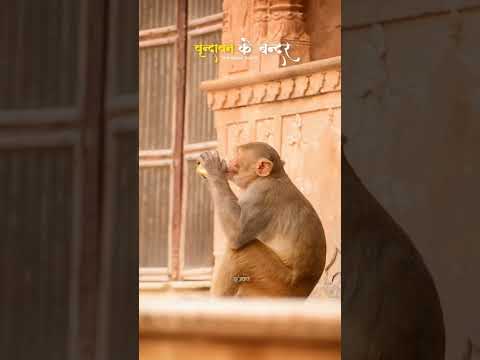 वृंदावन् के बंदर 🦚🦚❤️🙏👏 #radheshyamshringar #vrindavanmarg #radheshyamshringar #barasana