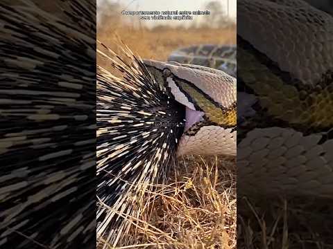 Animais que causam a própria morte! #shorts #animal #curiosidades