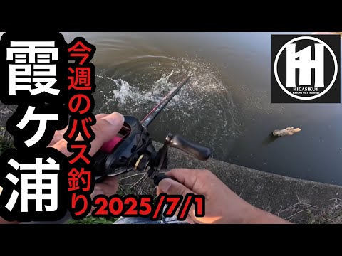 バズベイトこれだからやめられない⁈今週のバス釣り！2025年7月1日